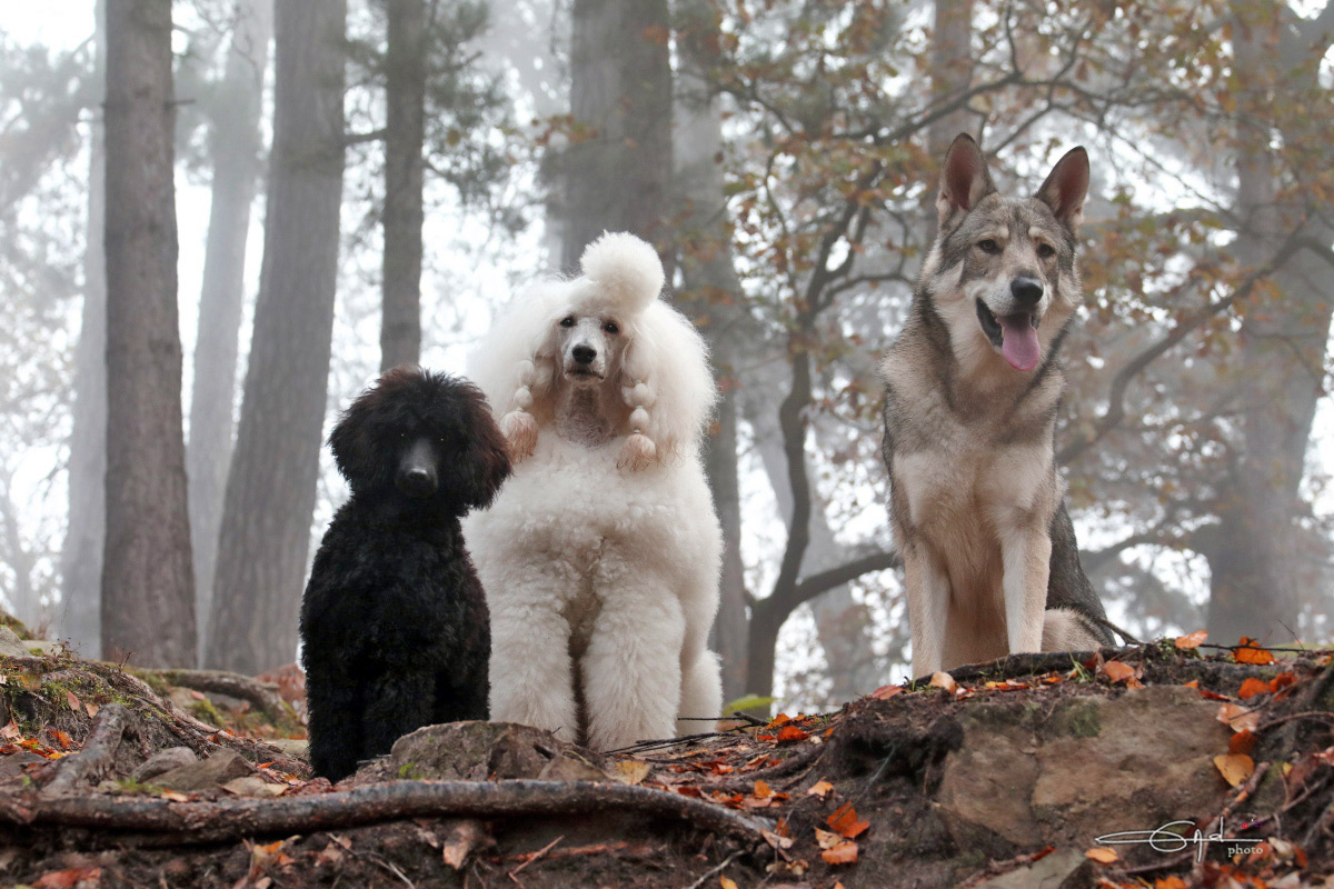 Quelles Sont Les Spécificités Des Races De Chiens Pour La Thérapie ...